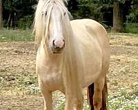 calypso-gypsy-vanner-horse