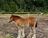 chesnut-gypsy-vanner-horse