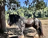 picture-gypsy-vanner-horse