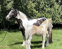 quick-sell-gypsy-vanner-horse