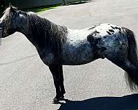 appalousa-horse