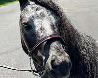 black-appalousa-horse
