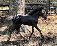 stallion-triple-registered-weanling