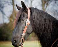 percheron-friesian-horse