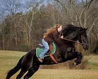 beginner-safe-friesian-horse