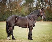 gentle-friesian-horse