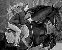 trail-horse-friesian