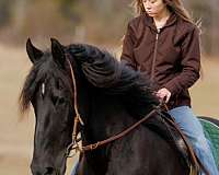 show-friesian-horse