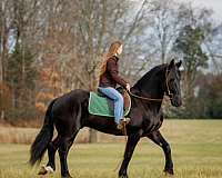 jumping-friesian-horse