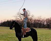 driving-friesian-horse