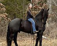 english-friesian-horse