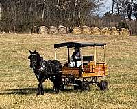 western-friesian-horse