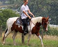 trail-riding-quarter-pony