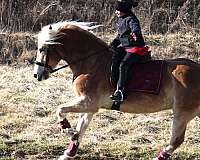 gelding-haflinger-horse