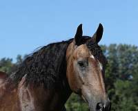 athletic-gypsy-vanner-horse