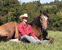 beginner-gypsy-vanner-horse