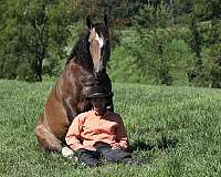 cross-gypsy-vanner-horse