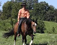 driving-gypsy-vanner-horse