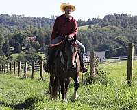 flashy-gypsy-vanner-horse