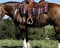 husband-safe-gypsy-vanner-horse