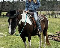 saddlebred-horse