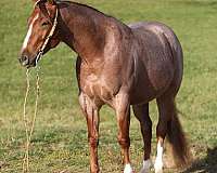 athletic-quarter-horse