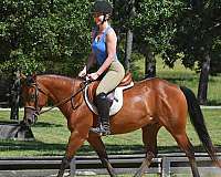 gelding-quarter-horse