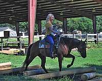 reining-quarter-horse