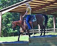 low-head-set-gelding