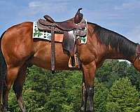 nrha-futurity-gelding