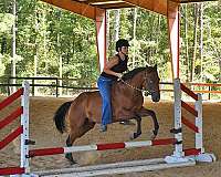 spooks-gotta-whiz-gelding