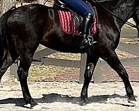 hunter-under-saddle-holsteiner-horse