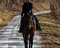hunt-seat-equitation-quarter-horse