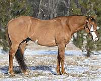 double-registered-quarter-horse