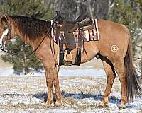 eventing-quarter-horse