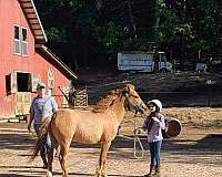 lesson-bashkir-curly-pony