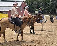 red-dun-stripe-pony