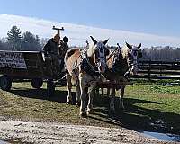 amish-broke-belgian-horse