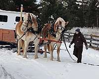 down-belgian-horse