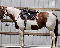 stockyard-horse