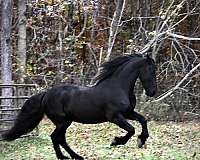 companion-friesian-pony