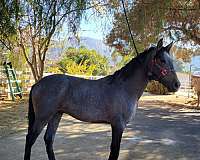 ibero-andalusian-horse