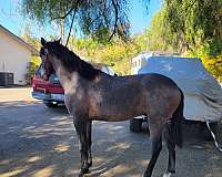 cartujano-andalusian-horse