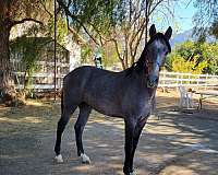 costa-rica-andalusian-horse