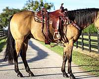 15-hand-quarter-horse-gelding