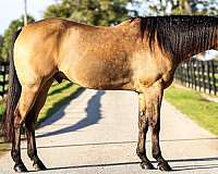 15-hand-gelding