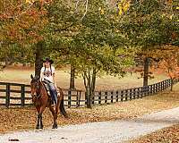 flashy-friesian-horse