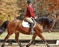 family-safe-friesian-horse