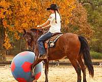 trail-horse-friesian