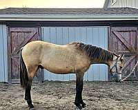 buckskin-partial-blue-eye-hind-left-sock-horse